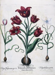 Tulipanes, 1613