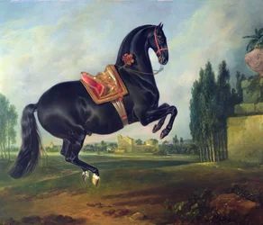 Un caballo negro realizando la Courbette
