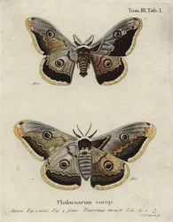 Polilla emperador, Saturnia pavonia