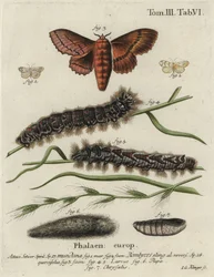 Polilla de muselina y polilla de roble