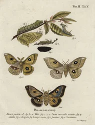 Polilla emperador tau, Aglia tau.