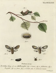 Polilla prominente leonado, Harpyia milhauseri