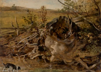 Tocón de árbol podrido y sabueso