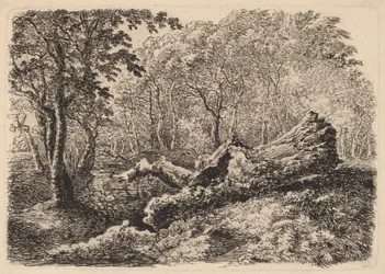 Tronco de Árbol Desmoronado