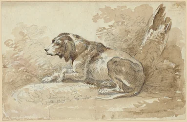 Dos estudios de perros