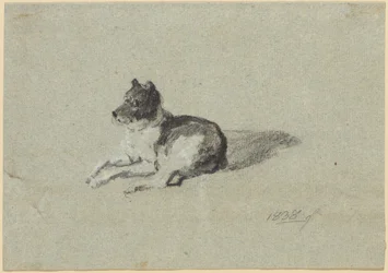 Dos estudios de perros