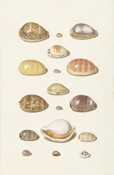 Cáscaras de vaca
