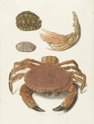 Un cangrejo, unas tijeras de cangrejo y dos caparazones de tortuga