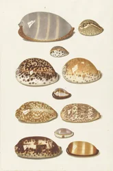 Once conchas de cauri tropicales grandes y pequeñas