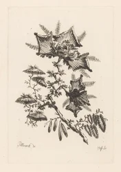 flores en forma de cometa Fleures Baroque (título de la serie)