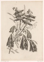 Parasolachtige bloemen
Recueil De Nouvelles Fleurs De Goût; Pour la Manufacture des Etoffes de Perse (título de la serie)