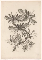 Toma de contacto con el aire
Recueil De Nouvelles Fleurs De Goût; Pour la Manufacture des Etoffes de Perse (título de la serie)