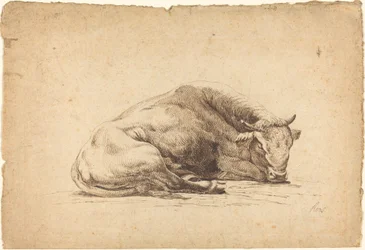 Un toro durmiendo