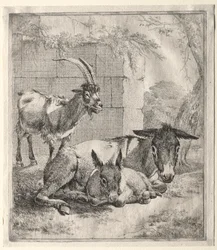 Cabra y burros
