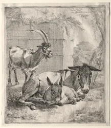 Cabra y burros