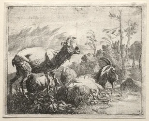 Cabras, 1665