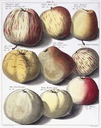 Varias manzanas, 1758