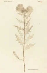 Carduus Lanceolatus