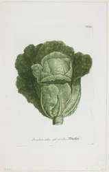 Brassica alba vel viridis, de Phytanthoza Iconographia, 1735-45