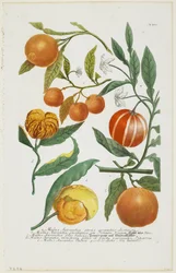 a-e Malus Aurantia etc., de Phytanthoza Iconographia, 1735-45