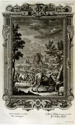 Sacrificar toros salvajes