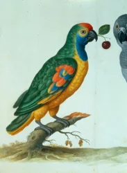 Loro amazónico