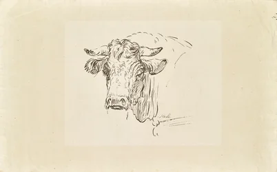 cabeza de toro