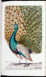 Un pavo real macho en pleno despliegue, 1763