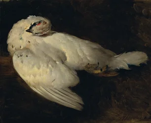 perdiz nival muerta