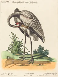 Grus Americana, alta mayor