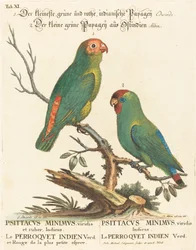 Loro (Le Perroquet Indien. Psittacus Minimus)