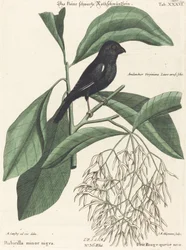 El pequeño camachuelo negro (Rubicilla minor nigra)