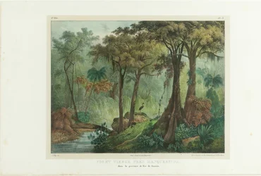 Bosque virgen cerca de Manqueritipa. De «Viaje pintoresco por Brasil», 1835.