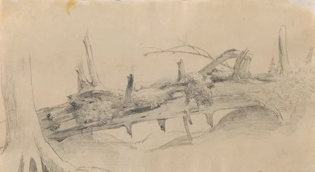 Sistema de raíces, árbol caído