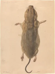 Un Ratón de Campo, desde Arriba
