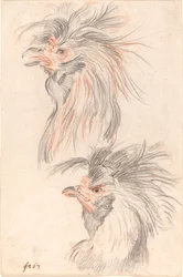 Gallo de pelea