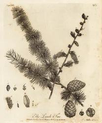 Alerce europeo, Larix decidua.