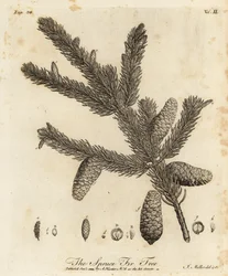 Pícea o abeto europeo, Picea abies