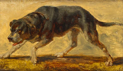 estudio de perros