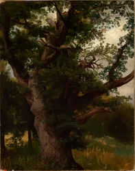 Roble