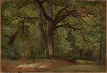 Bosque de robles en el Solling