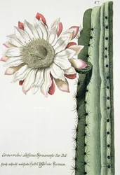 Cereus Erectus Altissimus Syrinamensis de Phythanthoza Iconographica publicada en Alemania, 1737-45