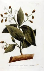Canela - en Herbier por J. W. Weinmann