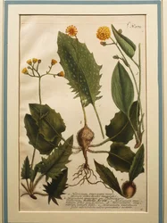 Hierba de muro (Hieracium murorum), grabado en color