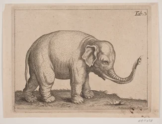 Un elefante