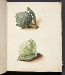 Estudio de alcachofa y coliflor