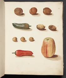 Estudio de manzana, nueces y pimientos