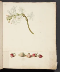 Estudio de flor y fresa