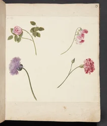 Estudio de flores