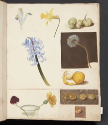 Estudio de flores, frutas y tomates verdes